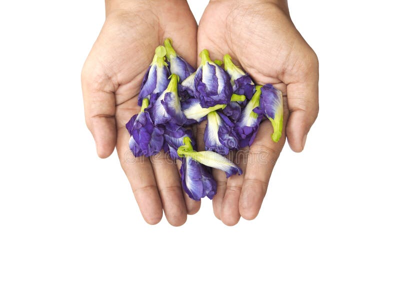 Hand holding blue butterfly pea flowers isolated on white background. stock photos Hand holding blue butterfly pea flowers isolated on white background. stock photos