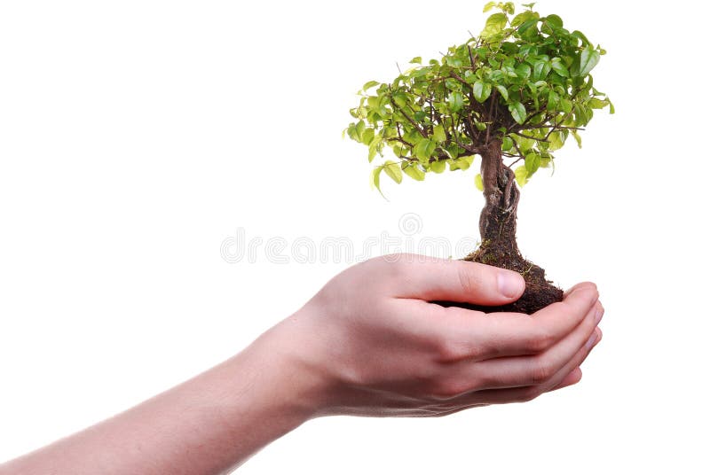 Hand holding a Bonsai tree