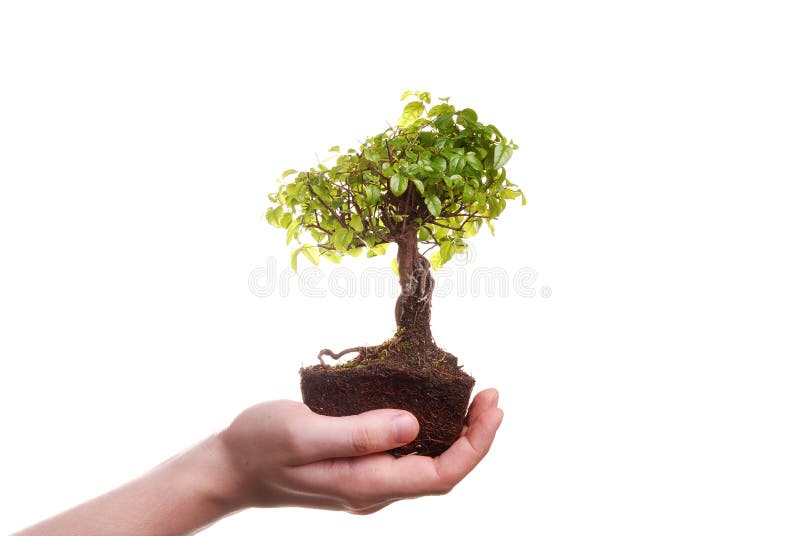 Hand holding a Bonsai tree