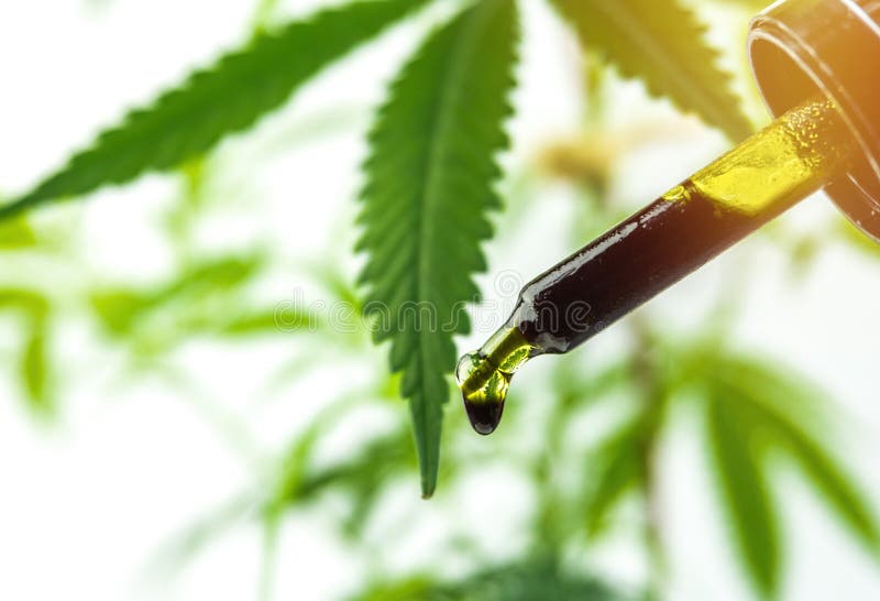 Hand holding bottle of Cannabis oil in dropper against cannabis plant stock photography Hand holding bottle of Cannabis oil in dropper against cannabis plant stock photography
