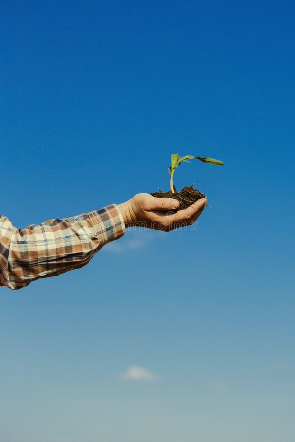 Hand holding a corn plant