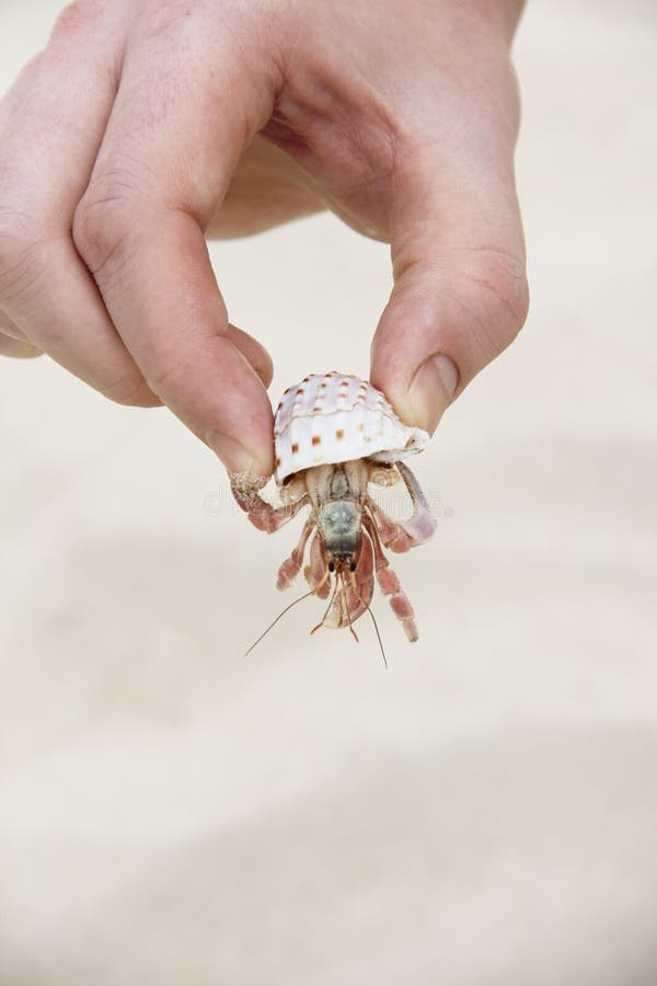 Hand holding crab stock image. Image of ocean, pain, crustacean 38485259