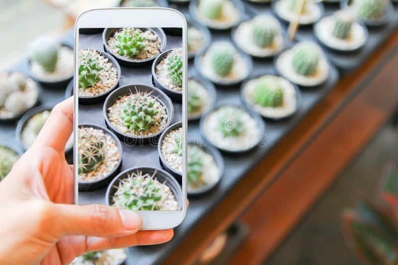 The Hand holding digital smart phone Shooting cactus tree stock photography