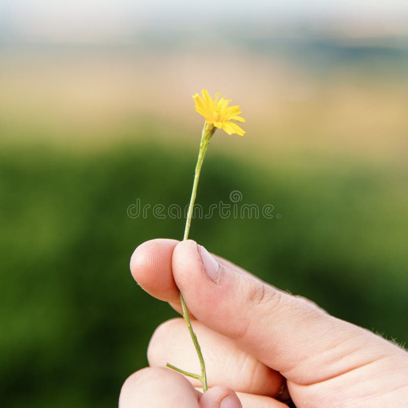 Hand Holding Flower Picking Nature Refreshment Concept Stock Image