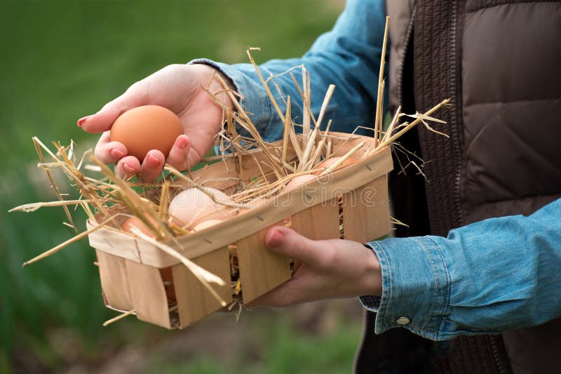 A hand holding a fresh chicken egg and organic eggs in a basket