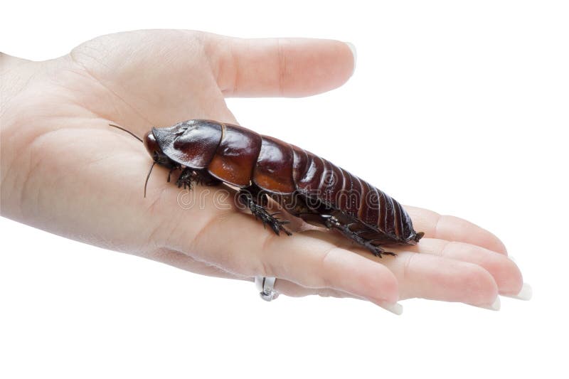 Hand holding a giant burrowing cockroach.