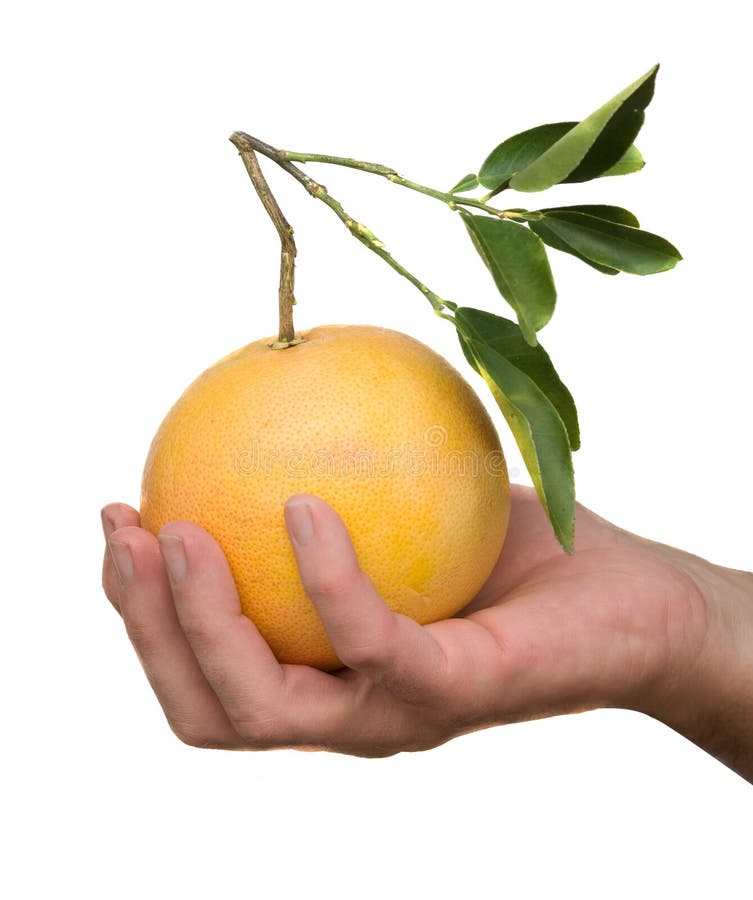 Hand holding a grapefruit