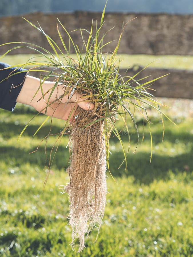 Hand Holding Grass Plant With Deep Root System Close To Lawn Stock ...