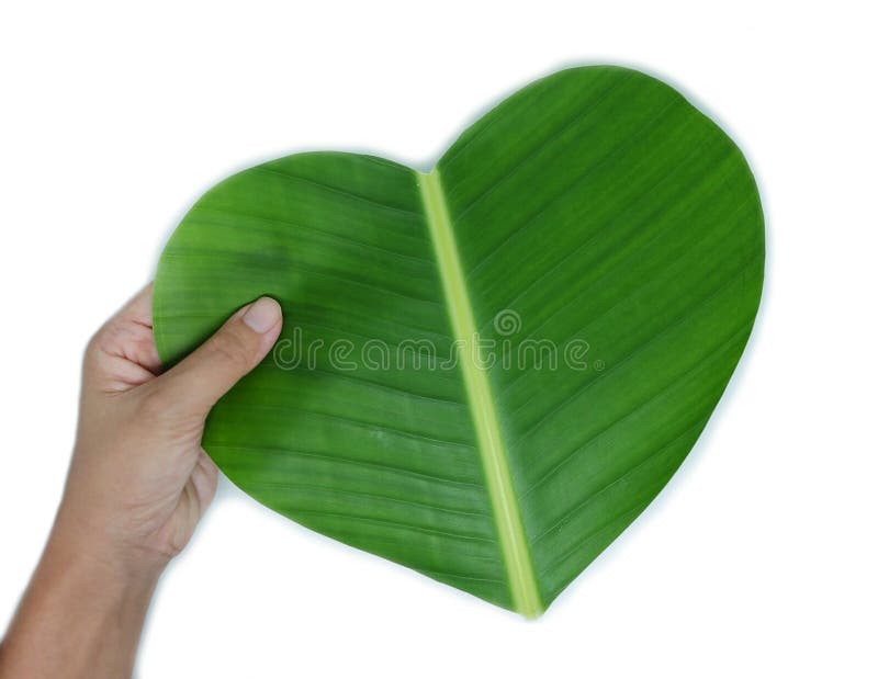 1,026 Banana Heart Shape Stock Photos Free & RoyaltyFree Stock