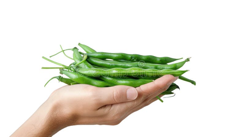 Hand holding Green Beans isolate on transparency stock illustration