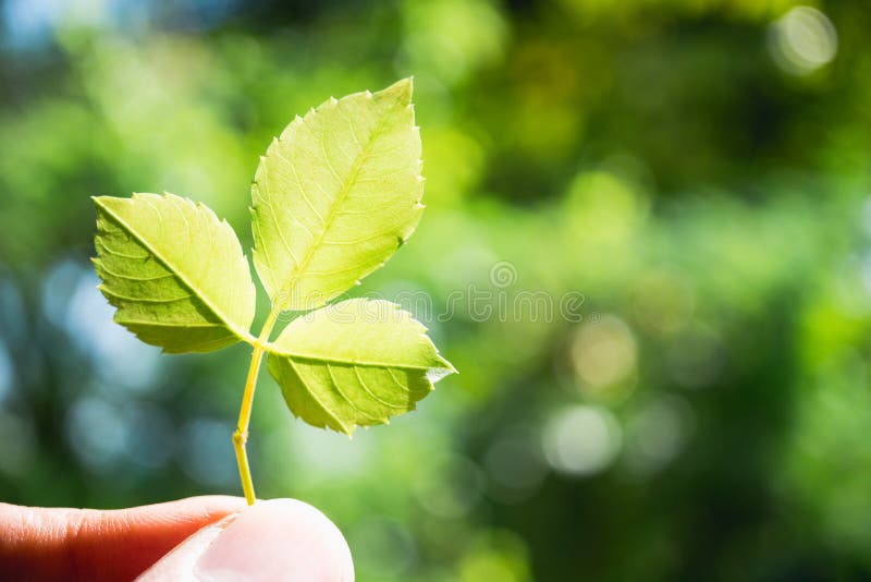 Hand Holding Green Leaf On Green Nature Background Stock Image - Image