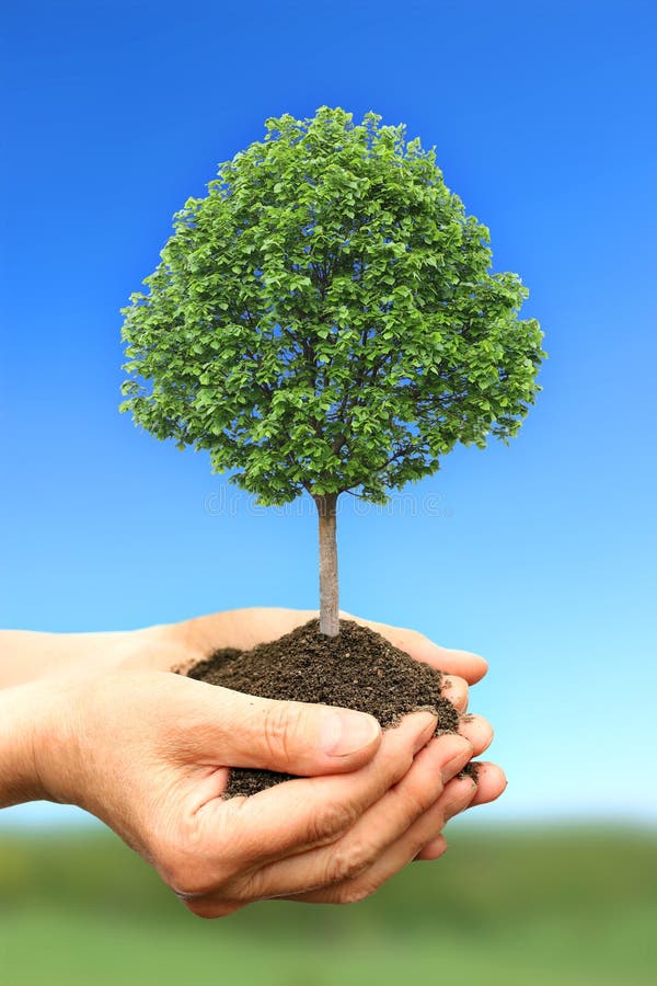 Una mujer mano posesión verde un árbol en naturaleza.