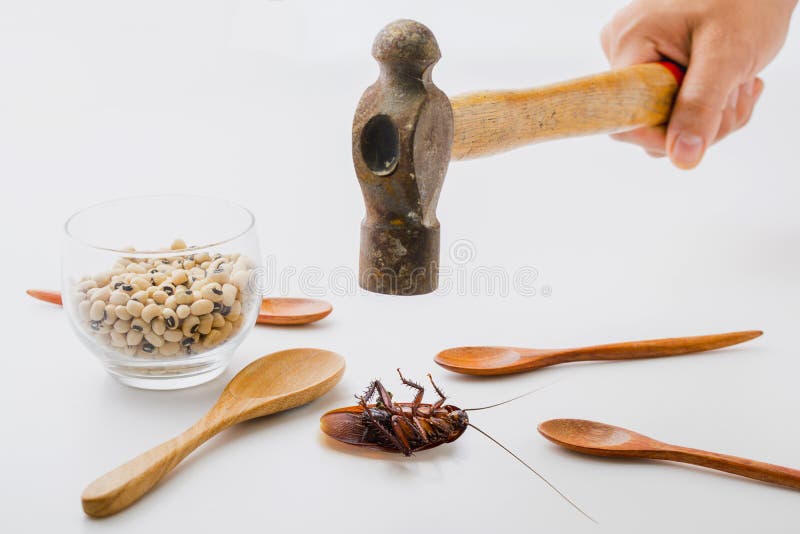 Hand holding hammer hit cockroaches die on white floor with wooden spoon and cereal