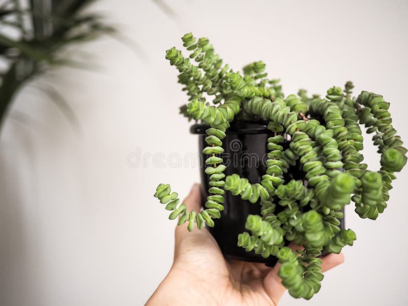 Hand holding a jade necklace plant crassula marnieriana