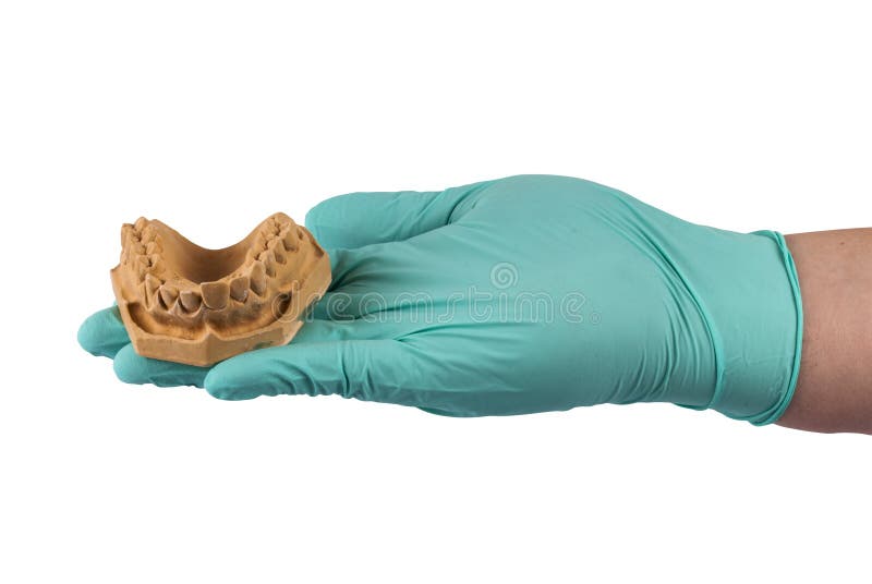 Hand Holding Jaw Isolated on White Stock Photo Image of macro