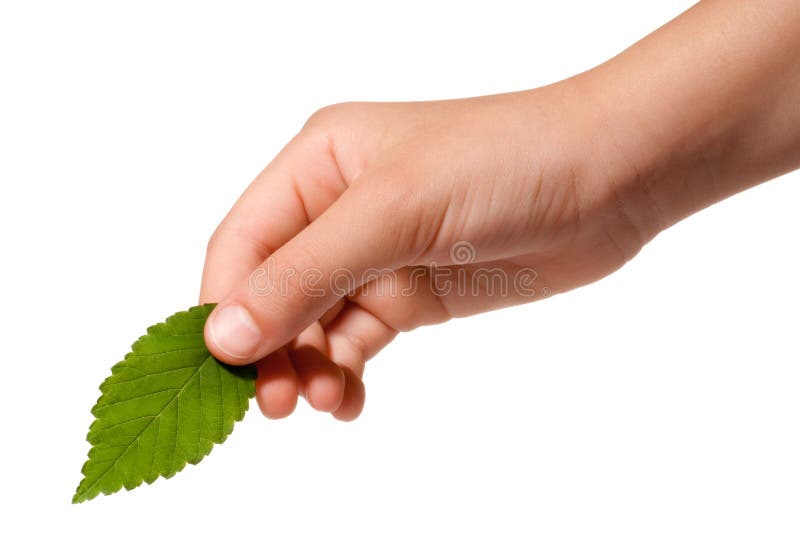 Hand holding a leaf stock image. Image of little, offering - 9449149