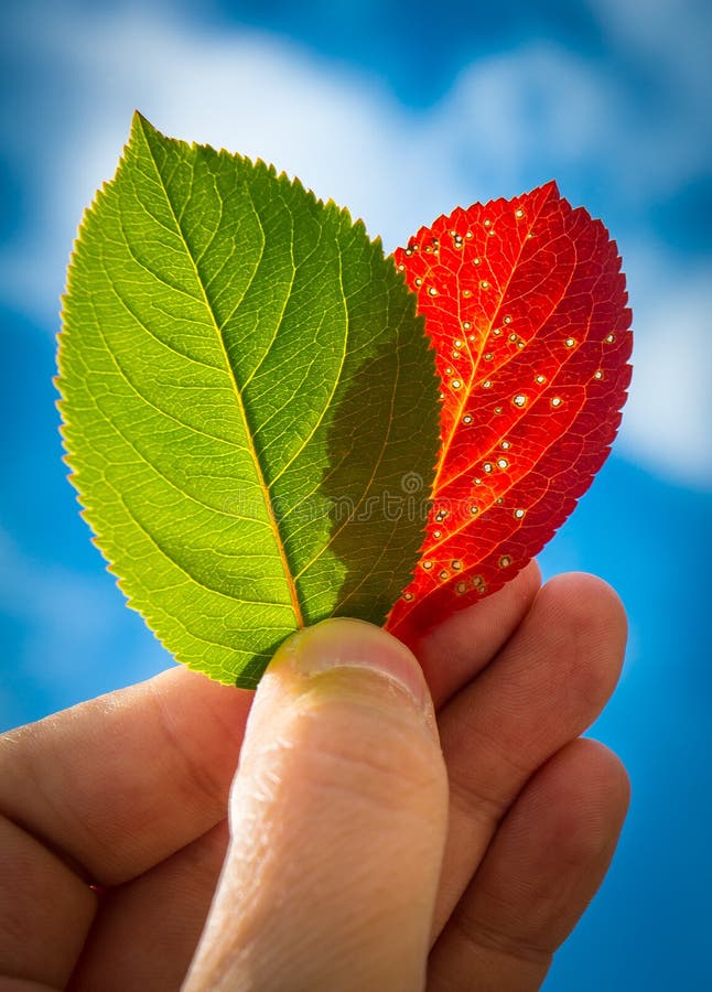 Hand holding leaves stock image. Image of green, thumb - 26111405