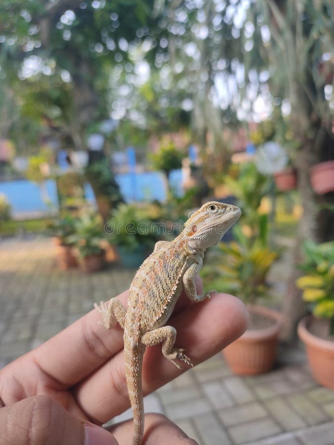 219 Holding Bearded Dragon Stock Photos Free & RoyaltyFree Stock