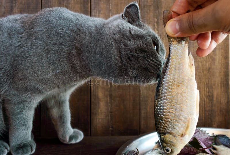 Hand Holding a Live Fish (carp) and a Cat that Wants To Eat it