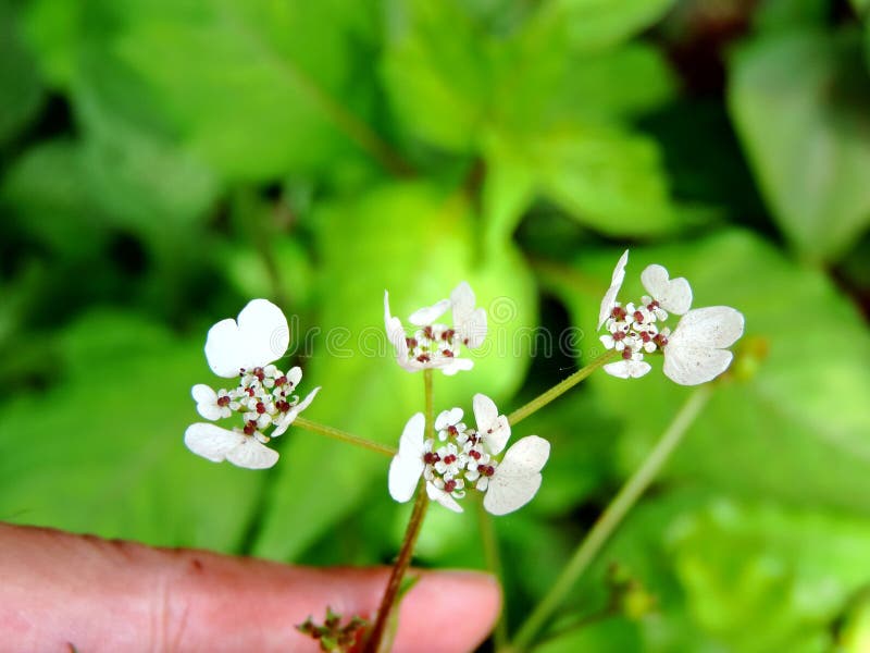 Hand holding Pinda Concanensis, a species of flower found in Kaas Plateau royalty free stock photos Hand holding Pinda Concanensis, a species of flower found in Kaas Plateau royalty free stock photos