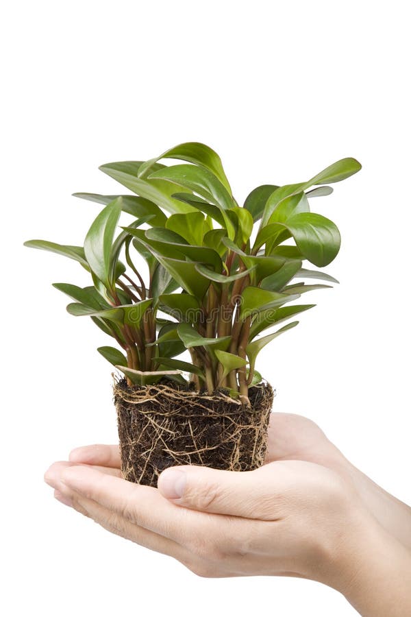 Hand holding plant