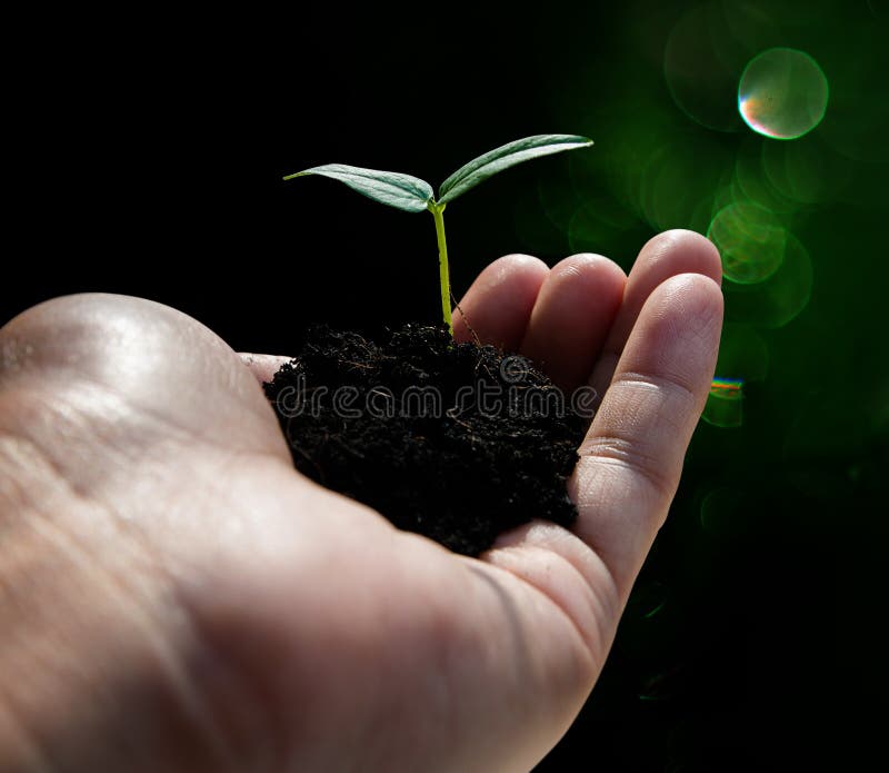 Hand holding plant on bokeh background