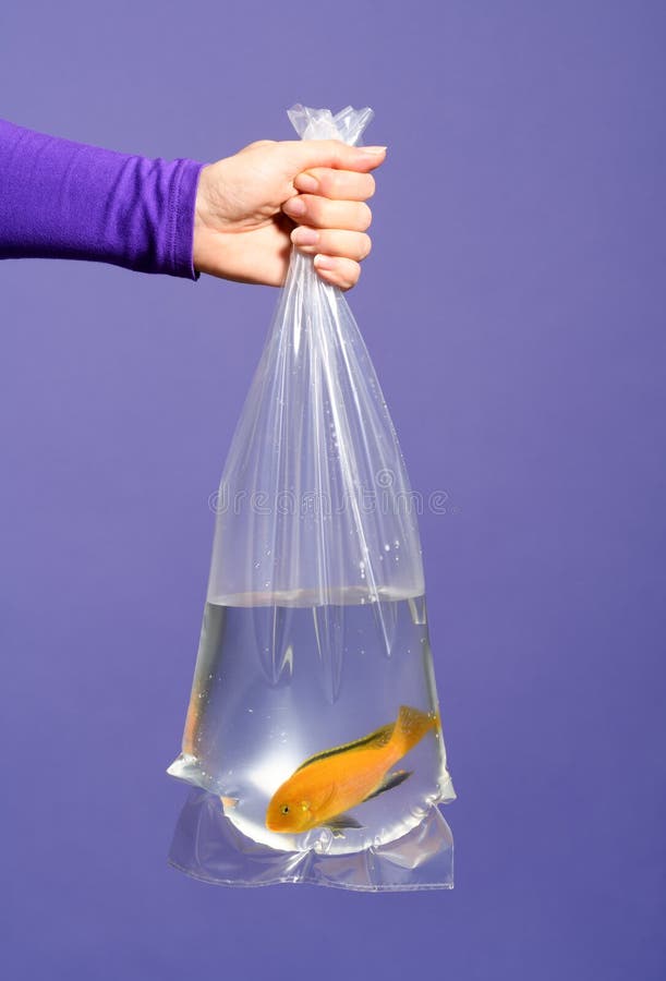 Hand Holding Plastic Bag Fish Stock Photos - Free & Royalty-Free Stock  Photos from Dreamstime