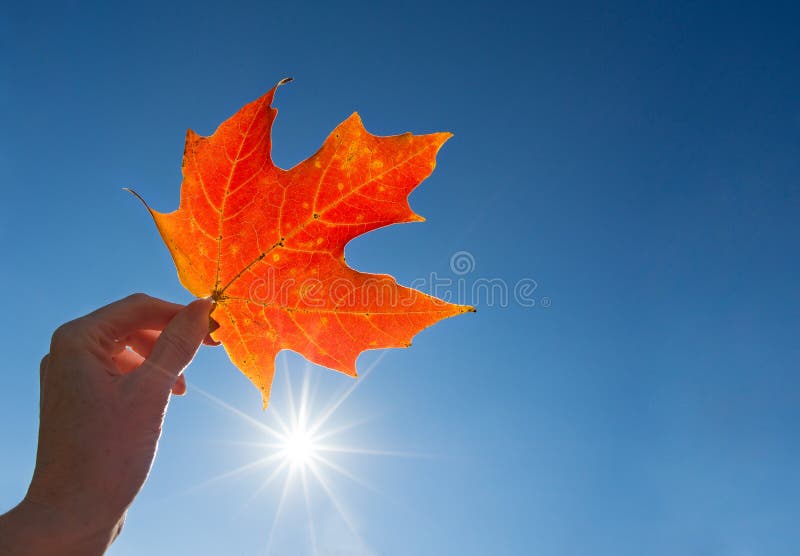 Hand holding a red maple leaf against blue sky