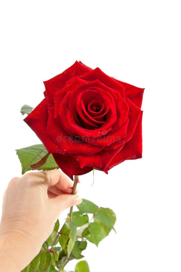 Hand is holding red rose stock image. Image of flower 15926471