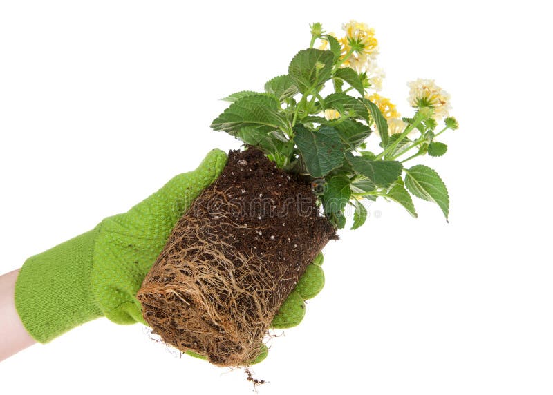 Hand holding root bound potted flower isolated