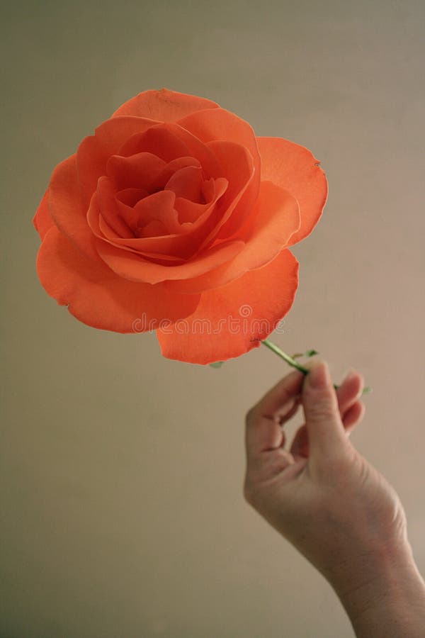 A hand holding a rose