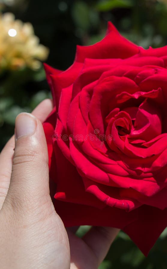 Hand Holding a Rose in a Rose Garden Stock Photo Image of flower
