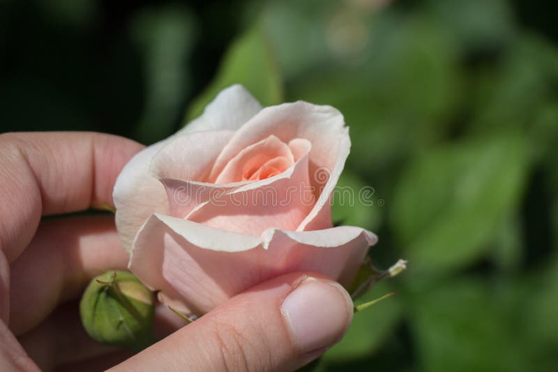 Hand Holding a Rose in a Rose Garden Stock Image Image of white