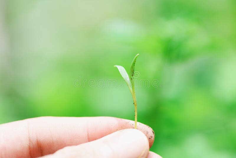 Hand holding of sapling young plant growth on neutral green background - Agriculture little plant seeding growing for planting on royalty free stock photo Hand holding of sapling young plant growth on neutral green background - Agriculture little plant seeding growing for planting on royalty free stock photo