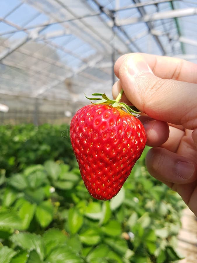 Hand holding strawberry in the garden, organic farm royalty free stock photos Hand holding strawberry in the garden, organic farm royalty free stock photos