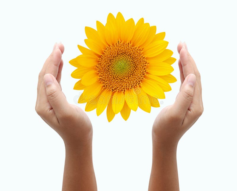 Hand holding sun flower