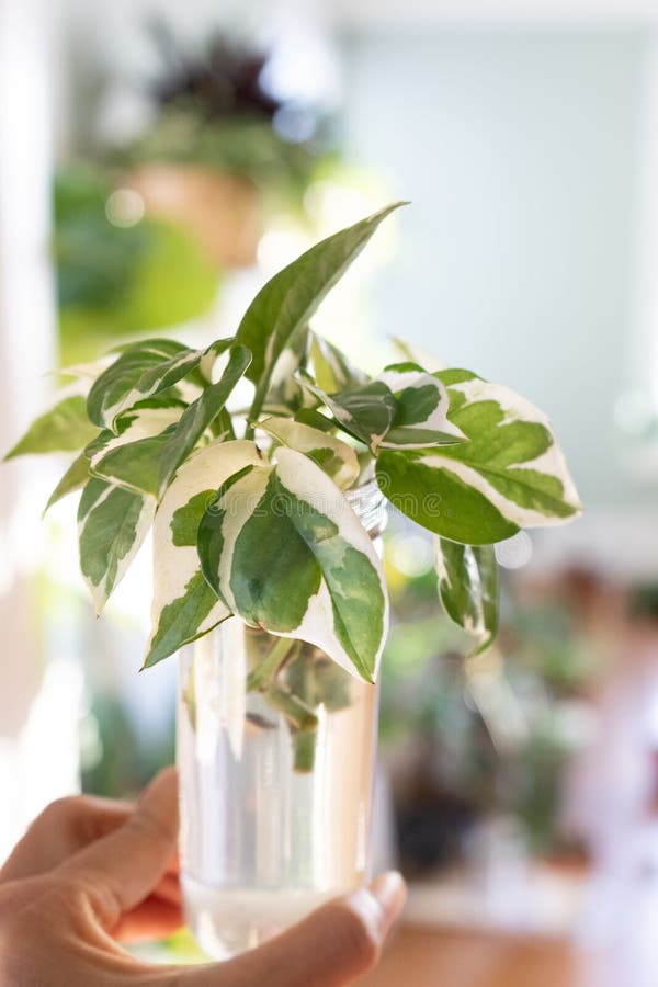 Hand holding variegated pothos njoy house plant