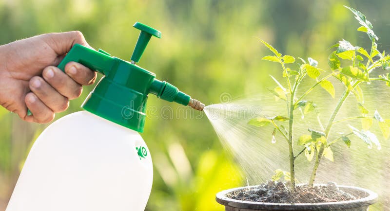 Hand holding watering can and sprayign to young plant in garden