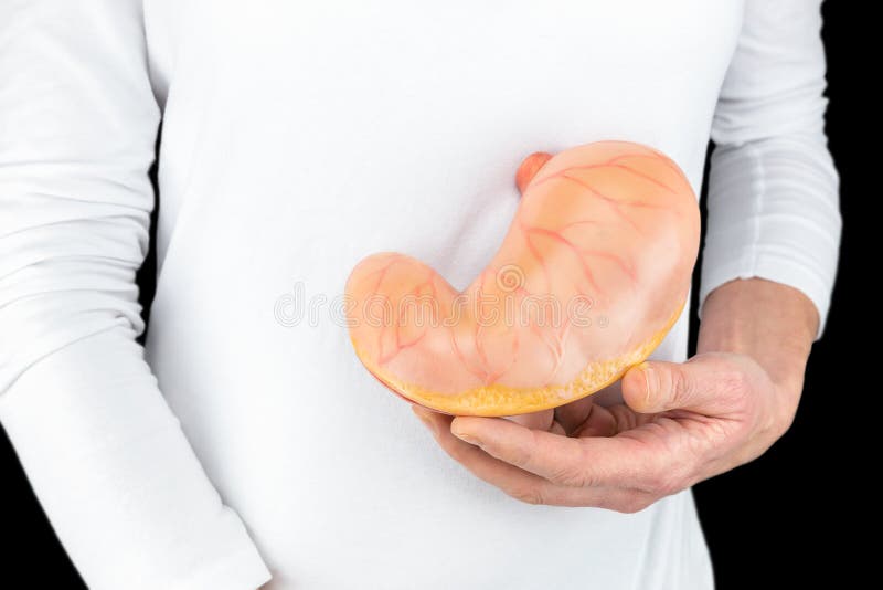 Hand holds demo model of human stomach royalty free stock image Hand holds demo model of human stomach royalty free stock image