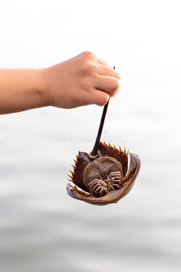 Horseshoe crab live on Dutch beach. A hand holds a horseshoe crab by its long, pointed tail. The underside is visible, showcasing its multiple appendages and shell segments. The crab s hard, brown exoskeleton features a series of curved, sharp edges. The background is a soft, diffuse capture of water, lending a calm, natural setting to the scene. The image illustrates the distinctive anatomy of the horseshoe crab, which often inhabits coastal areas.