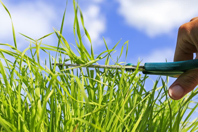 Hand holds the tool sharp scissors cut the lush green grass in t. He vesen ` garden on blue sky background stock photo Hand holds the tool sharp scissors cut the lush green grass in t. He vesen ` garden on blue sky background stock photo