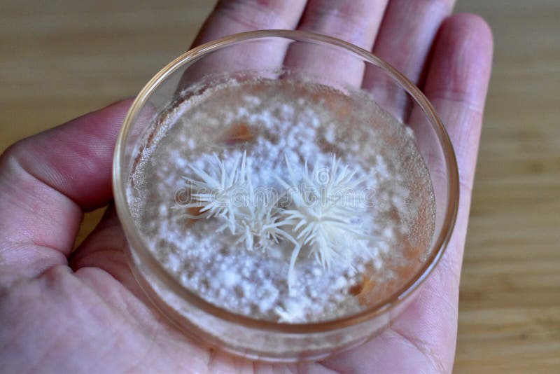 Hand Holding Pinning White Lion`s Mane Fungi on Glass Dish