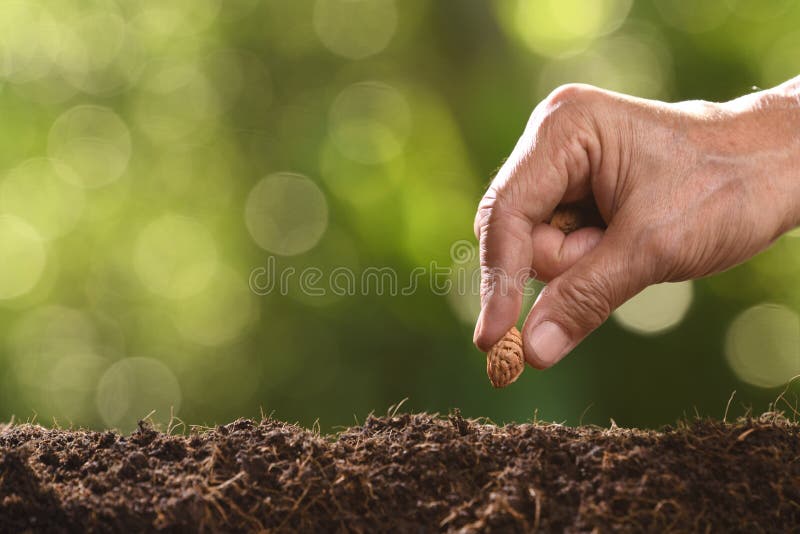 Hand of human planting seeds in soil