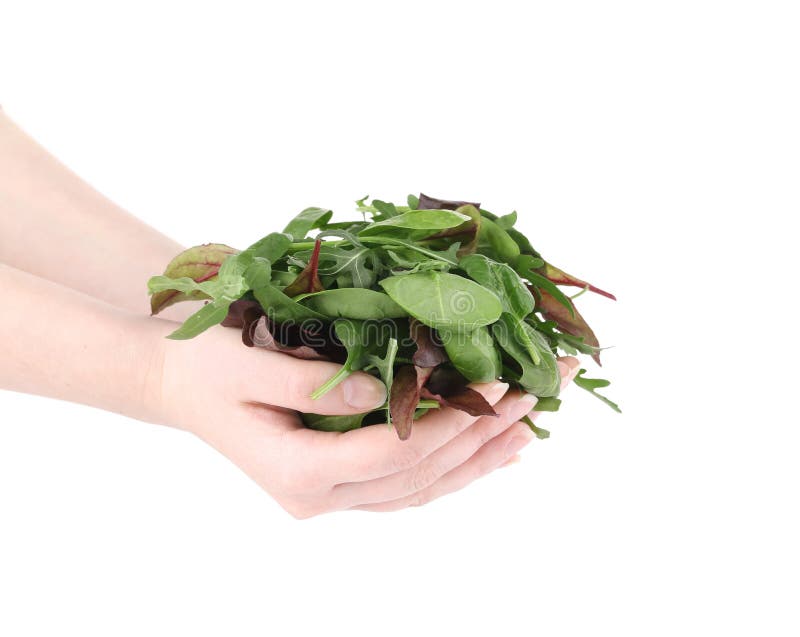 Hand hält grüne Mischung von Kräutern stockfoto Hand hält grüne Mischung von Kräutern stockfoto