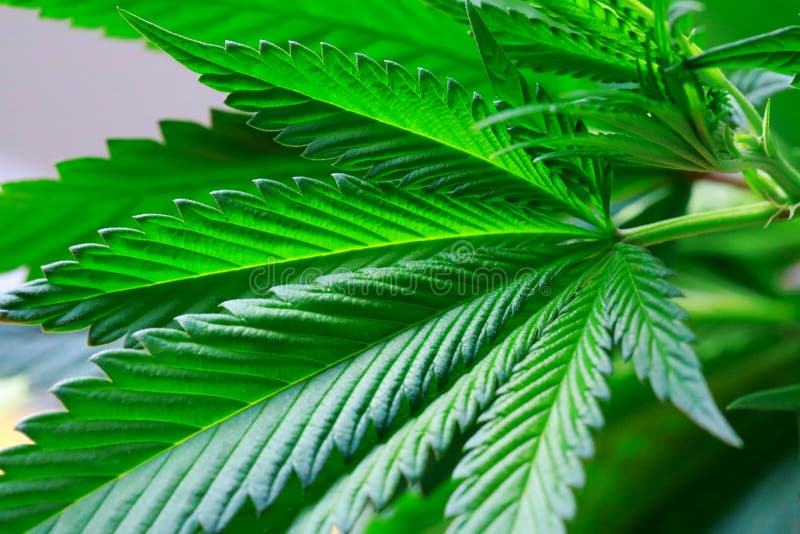 Hand hält Makro von frischen großen Blättern des Marihuanagrüns (können Sie lizenzfreies stockfoto Hand hält Makro von frischen großen Blättern des Marihuanagrüns (können Sie lizenzfreies stockfoto
