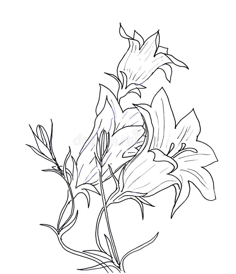 Hand ink drawing bellflower. 