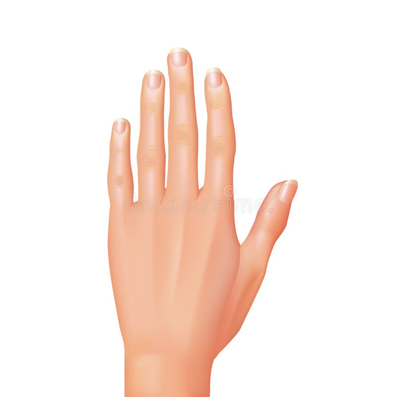 Hand isolated on white vector vector illustration Hand isolated on white vector vector illustration