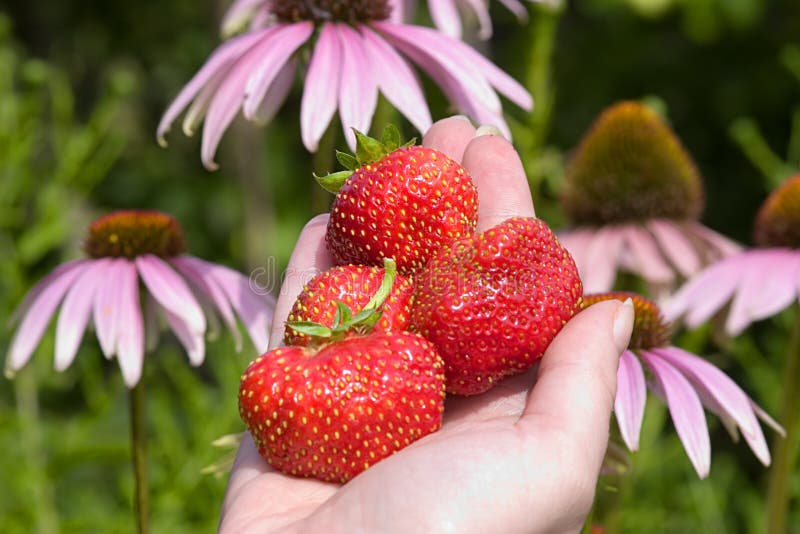 Hand with large strawberries
