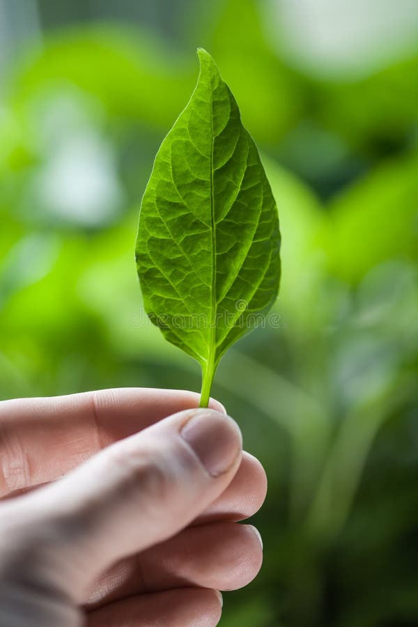 Hand with leaf stock image. Image of pepper, light, space - 30576093
