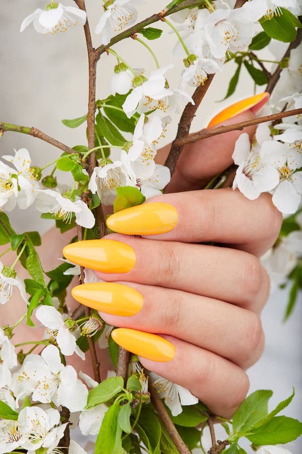Hand with long artificial manicured nails colored with yellow nail polish royalty free stock photography Hand with long artificial manicured nails colored with yellow nail polish royalty free stock photography